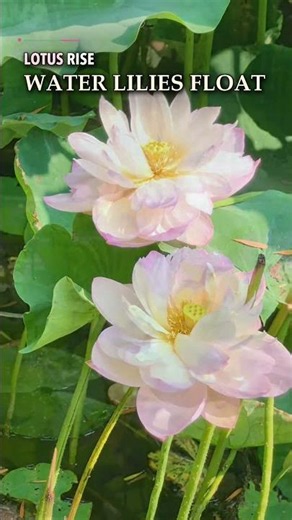 Luoyang’s Lotus and Water Lilies Are in Full Bloom #Shorts