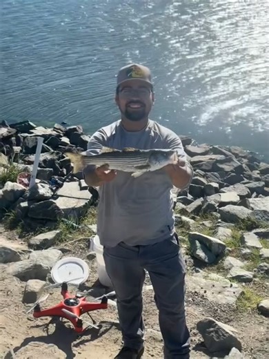 @fishingwithserg He is Flying out live baits and landing 17–18 inch striped bass 🎣 The striper run is on at Clifton Court Forebay! With a 4lbs bait capacity, the FD1 is perfect for targeting smaller fish — an ideal choice for you stepping into drone fishing. #swellpro #fd1 #dronefishing #bass | Swellpro