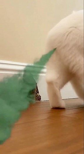 The cat’s fart was so smelly… 😭💨🐭 #cat #funny #shorts #viralshorts