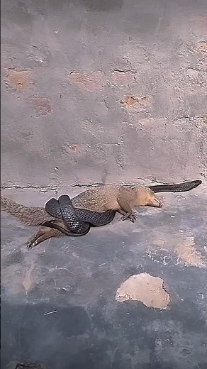Mongoose vs King Cobra Fight | Fearless Mongoose vs Deadliest Snake #teamcobra #blackcobra