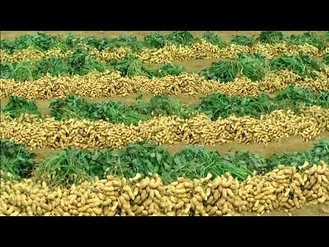 Peanuts Farming | Mungfali ki kheti | A to Z Groundnut farming|मूंगफली की वैज्ञानिक खेती,Cultivation