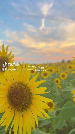 満開のヒマワリが楽しめるスポット紹介🌻✨