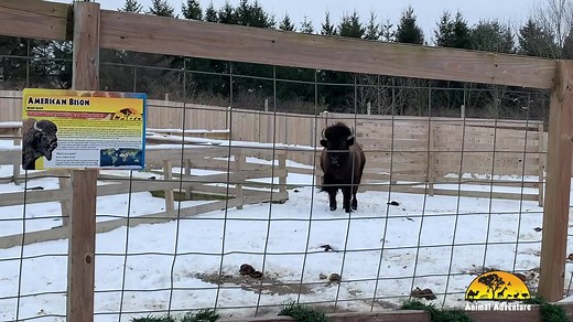 77K views · 3K reactions | Did you know that the American Bison is the largest land-dwelling mammal in North America? These big guys can weigh between 1,200 to 1,800 pounds and on average eat about 24 pounds of food each day! You can help us feed our animals during the off season by participating in our Feed the Beasts Campaign. To learn more visit https://theanimaladventurepark.com/products/feed-the-beasts-campaign | Animal Adventure Park | Facebook