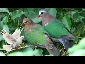 What are the DIFFERENT Types of Dove?l