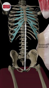 It's time to revolutionize your anatomy learning! With Muscle & Motion's Anatomy App, explore 600 muscles, view each bone in 3D, and dive into 2000 instructional videos. Now get 40% off on our New Year sale! | Muscle & Motion