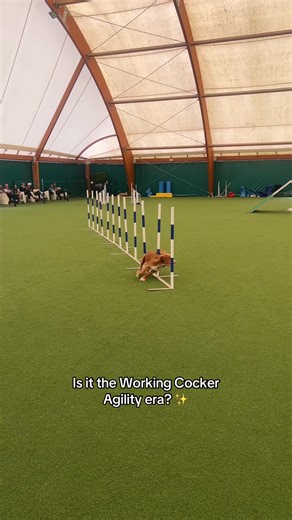 Working Cockers in Agility Training: Join the Era!