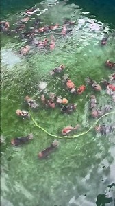 The Goldfish of Dreams: Swimming in a Chinese Breeding Pond 👀
