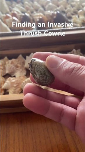 Finding an Invasive Thrush Cowrie in Bimini