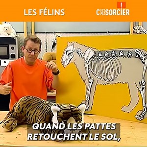 Pourquoi et comment le chat voit-il dans l'obscurité ? | C'est pas sorcier