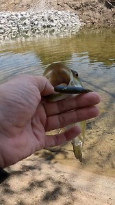 This Drop Shot setup works everywhere. Pick up the Hot Shot Minnow, GP Finesse Hook and Rattle Shot Weight at ABitFishy Bait & Tackle. | ABitFishy