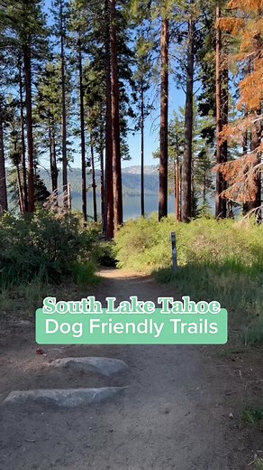 Dont miss these dog friendly trails in 📍 South Lake Tahoe #dogfriendlytravel #dogfriendlyplaces #laketahoe #californiaadventure #dogsthathike