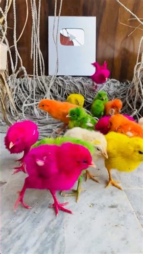 Cute baby chicks asmr coloring 🐥 #asmr #asmrsounds #shorts