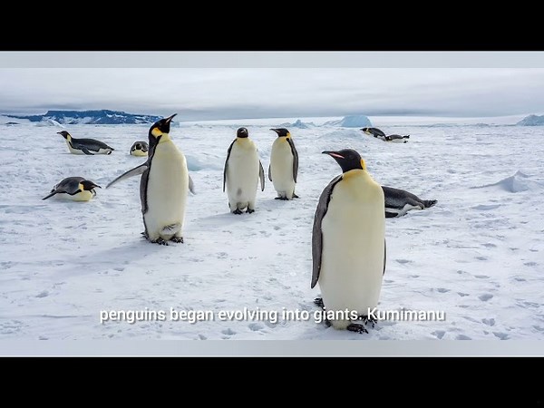 57-million-year-old giant penguinfossil discovered in New Zealandsheds light on ancient marine life