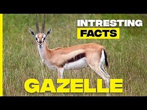 Discover Gazelles: Amazing Facts About Nature's Sprinters | Gazelle Facts