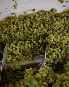 After the grape harvest, production of Balsamic Vinegar of Modena continues with the pressing of freshly picked grapes to extract their juice, known as the must. The clusters are gently crushed to separate the juice from the skins and seeds. Once filtered to remove impurities, this grape must is cooked slowly until it becomes a dense, fragrant concentrate. This is the foundation of every authentic Balsamic Vinegar of Modena, a process rooted in centuries of craftsmanship and patience. | Aceto Ba