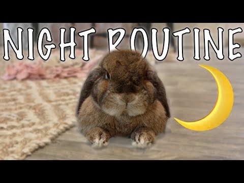 Summer Bunny Night Routine 🌙
