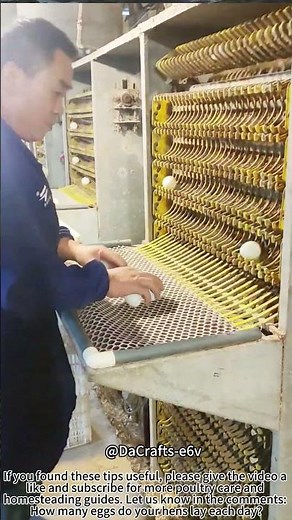 Egg Harvesting Tips! 🥚🚜