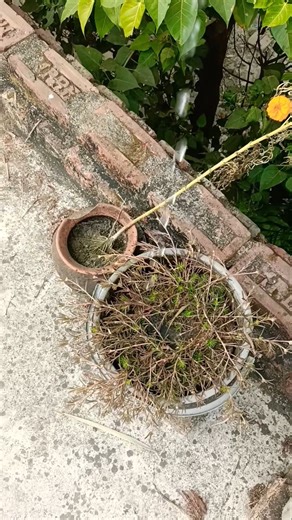 The human body transports water, greeni ...