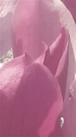 Purple Magnolia! Purple Magnolia! Its flower language is respect and sublime love!