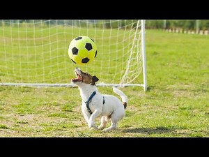 Craziest Animal Interference in Sports #6