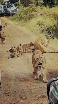 THE TINIEST ROARS 🔊 On An African Safari... 🦁❤️