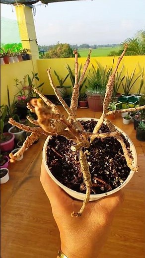 Super cute and unique platyclada dead plant🪾 #plantito #plantitasandplantitos#euphorbia#rareplants