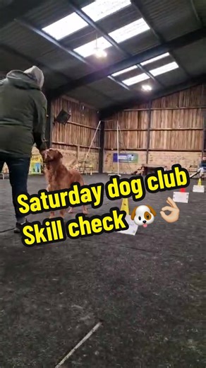 Lots of fun this Saturday at dog club! 🐶 #TeamUnderdog #NorthsomersetDogTraining #UnderdogTrainingAcademy #DogClub