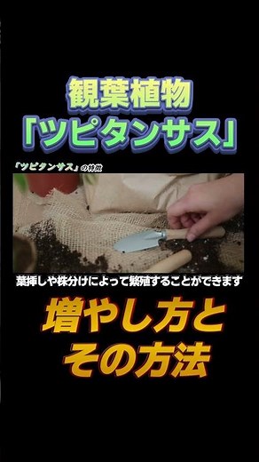 【ツピタンサスの増やし方と方法？】#shorts #観葉植物 #ツピタンサス #花屋 #育て方 #インテリア #初心者