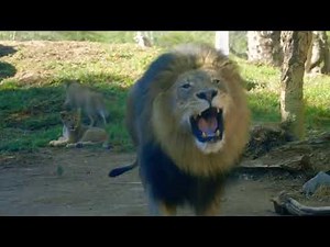 ROAR..!! by Lion (Video no. 101)