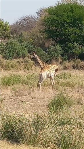 Giraffe bulls neck fighting to establish dominance