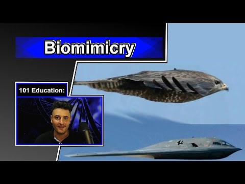 Engineers copy animals all the time! | Biomimicry 101