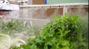 Crisp green leafy vegetables enveloped in mist within the fresh produce section of a grocery store. Fresh greens on a supermarket counter wrapped in steam to moisturize.