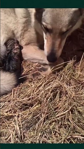 Raw Moment: Wolf Mom Gives Birth in the Wild 🐺