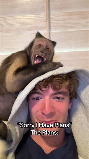 Our Favorite Show 🙈🙊 #fyp #viral #dexthemonkey | monkey pet
