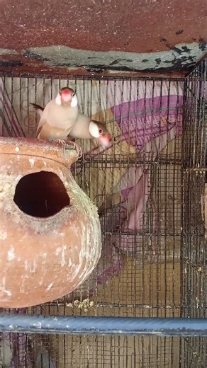 Fawn Java breeder pair