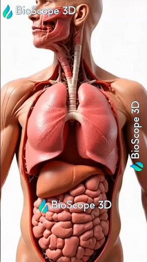 Respiratory System Explained in 3D 🫁 | For Medical Students #Shorts #lungs #3d