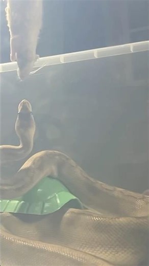 CROCODALE JR. | Champagne Lavender Royal / Ball Python | #strike #short 💜🎬 (06.11.25)