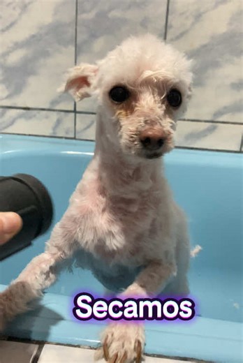 Peluquería de Pelusa🤗 #peluqueria #cortedepelo #perritos #chile #santiagodechile