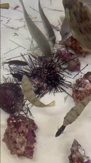 ウニを食べるのは石鯛やイシガキダイだけではありません。バリコ（アイゴ）、シマアジ、イサギ、コッパグレ、フグ、ニザダイ、カゴカキダイ、ほとんどの魚が集まってきて突いています。