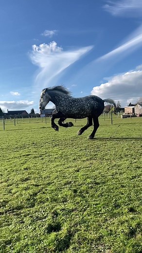 Percheron Horse Power Galloping Video