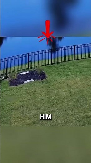 Pit Bull Has No Idea an Alligator Is Watching... 🐊😨
