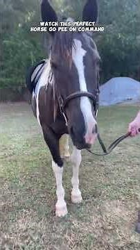 Watch this perfect horse go pee on command. You can train your horse to pee on command too!