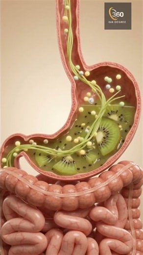 Kiwi 🥝 Digestion & Vitamin C Absorption | What Happens Inside Your Body? | 3D Anatomy