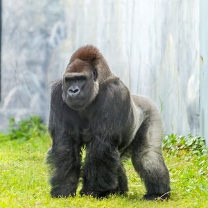 Jacksonville Zoo and Gardens mourns silverback gorilla