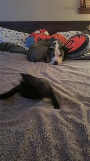 Master splinter 💃#catdance #kittensoftiktok #mastersplinter #rescuekitten #dogandcat