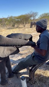 Morning moments that we live for: Trunk scratches and kisses between Joy and KT. Joy is one of our most affectionate babies and truly lives up to her name, bringing so much happiness to everyone at the sanctuary. We are deeply grateful for all the support you give, not only to Joy but to all our babies. Your kindness means the world. 🙏 Thank you. | Elephant Havens Wildlife Foundation