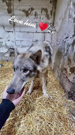 Skye... so proud so much trust #wolf #wow #wolves #wolflover #animal #wild #family #crew