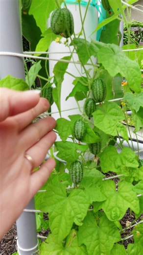 Todo sobre Cucamelon: la fruta exótica que debes probar