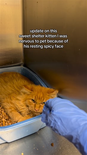 Kayla Lyman | Love you Chester Cheeto boy 🧡 I will forever remember you as the kitten that taught me cats can also have rbf even when their actually... | Instagram