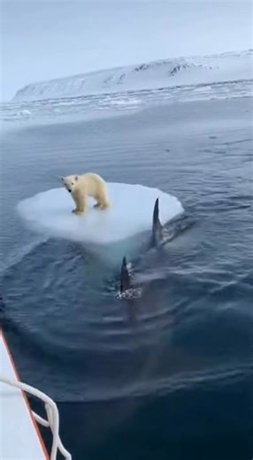 Orcas vs. Oso Polar: Un Escape Audaz ¡Mira cómo el oso polar supera a las orcas! #fblifestyle #AI Generated using Kling AI . . . (Sólo con fines de entretenimiento. Consulte a profesionales si se presentan orientaciones sobre actividades. Si se muestra alguna marca, no implica ninguna afiliación. Si se inspiran en hechos reales, pueden incluirse adaptaciones creativas. El contenido puede incluir imágenes públicas.) | Házlo tú mismo